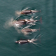 Illustration for article titled Gorgeous Drone Footage Of Killer Whales Is The First Of Its Kind